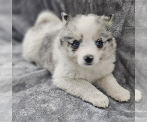 Pomsky Puppy for sale in DECATUR, IL, USA