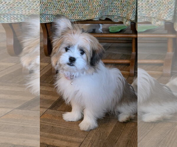 Medium Photo #2 Shih Apso Puppy For Sale in Fort Collins, CO, USA