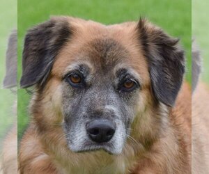 Australian Shepherd-German Shepherd Dog Mix Dogs for adoption in Huntley, IL, USA