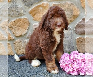 Bernedoodle-Poodle (Standard) Mix Puppy for sale in NEW HOLLAND, PA, USA