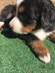 Bernese Mountain Dog Puppy for sale in EVERGREEN, CO, USA