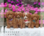 Small #1 Golden Retriever-ShihPoo Mix