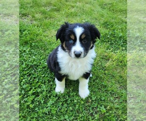 Miniature Australian Shepherd Puppy for sale in SANDOWN, NH, USA
