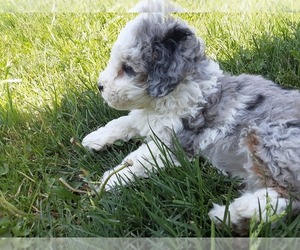 Bernedoodle (Miniature) Puppy for sale in LEETONIA, OH, USA