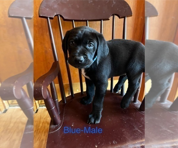 Medium Photo #12 Cane Corso-German Shorthaired Pointer Mix Puppy For Sale in CLAY CITY, KY, USA