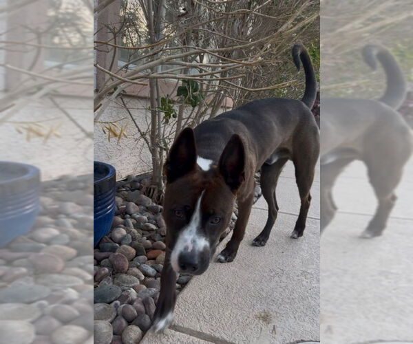 Medium Photo #3 American Boston Bull Terrier Puppy For Sale in San Diego, CA, USA