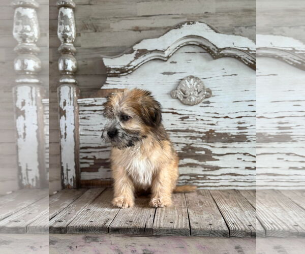 Medium Photo #3 Shih Tzu-Unknown Mix Puppy For Sale in Rockaway, NJ, USA
