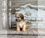 Small #2 Shih Tzu Mix