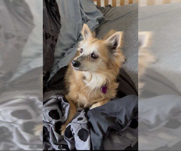 Medium Photo #1 Mutt Puppy For Sale in Aurora, CO, USA