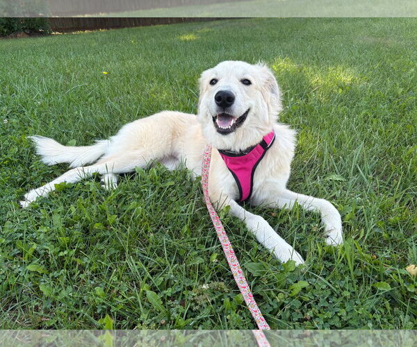 Medium Photo #5 Great Pyrenees-Unknown Mix Puppy For Sale in Germantown, OH, USA