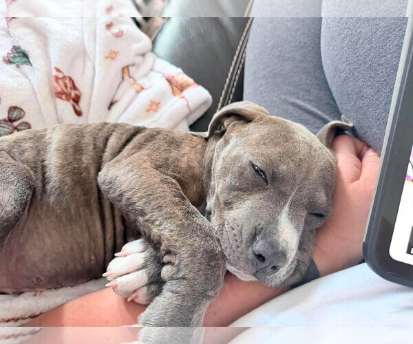 Medium Photo #2 Mutt Puppy For Sale in MIDWAY, UT, USA