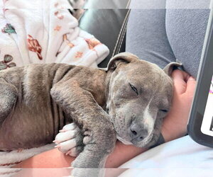 Benny Baby - Male Mutt Dog for Adoption - Photo #2