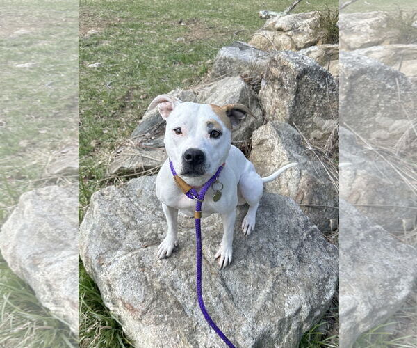 Medium Photo #6 American Pit Bull Terrier-Unknown Mix Puppy For Sale in Rockaway, NJ, USA