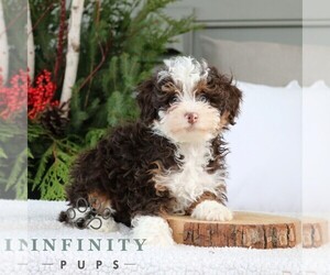Bernedoodle (Miniature) Puppy for sale in NARVON, PA, USA
