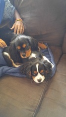 Cavalier King Charles Spaniel Puppy for sale in BOERNE, TX, USA