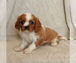 Small Photo #2 Cavalier King Charles Spaniel Puppy For Sale in EPHRATA, PA, USA