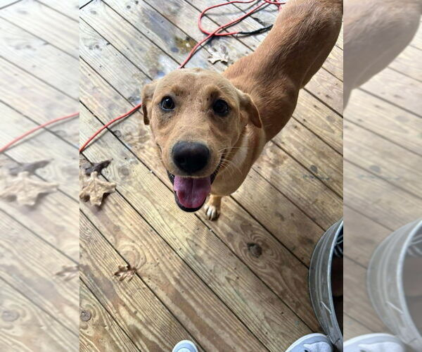 Medium Photo #2 Labrador Retriever-Unknown Mix Puppy For Sale in New York, NY, USA