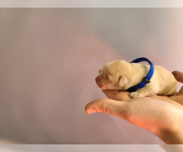 Medium Photo #2 Labrador Retriever Puppy For Sale in CLARE, MI, USA