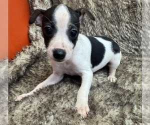 Rat Terrier Puppy for sale in WHITAKERS, NC, USA