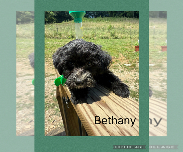 Medium Photo #3 Poodle (Toy)-Yorkshire Terrier Mix Puppy For Sale in BENNINGTON, IN, USA