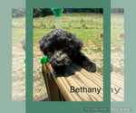 Small Photo #3 Poodle (Toy)-Yorkshire Terrier Mix Puppy For Sale in BENNINGTON, IN, USA
