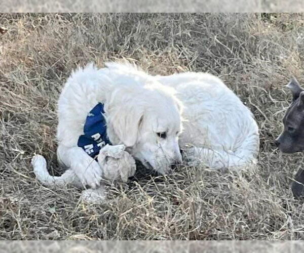 Medium Photo #8 Great Pyrenees Puppy For Sale in Dallas, TX, USA