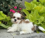 Small #4 Shih Tzu