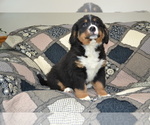 Puppy Opal Bernese Mountain Dog