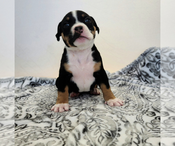 Medium Photo #1 American Bully Puppy For Sale in PARKLAND, WA, USA