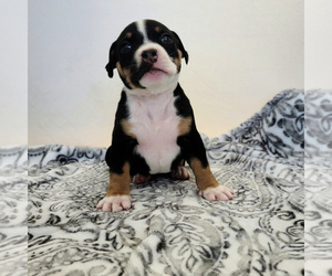 American Bully Puppy for sale in PARKLAND, WA, USA