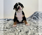 Small Photo #1 American Bully Puppy For Sale in PARKLAND, WA, USA