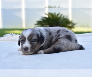 Miniature Australian Shepherd Puppy for sale in PALM COAST, FL, USA