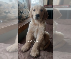 Golden Retriever Puppy for sale in WEST CONCORD, MN, USA