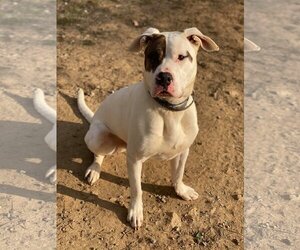 Rex - Male American Pit Bull Terrier-Siberian Husky Mix Dog for Adoption - Photo #4