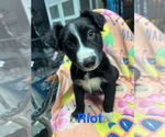Small #1 Australian Shepherd Mix