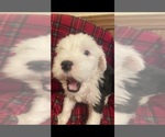 Small Photo #3 Old English Sheepdog Puppy For Sale in CHOCTAW, OK, USA