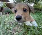 Small Photo #13 Pembroke Welsh Corgi Puppy For Sale in BRYAN, TX, USA