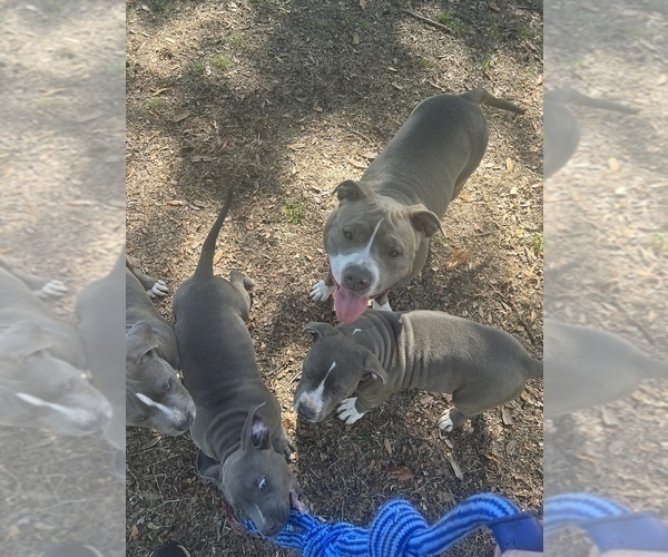 Medium Photo #3 American Bully Puppy For Sale in POLK CITY, FL, USA