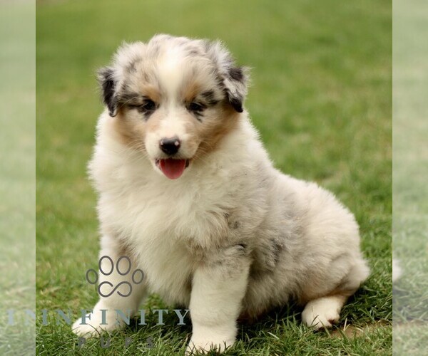 Medium Photo #3 Australian Shepherd Puppy For Sale in LANCASTER, PA, USA
