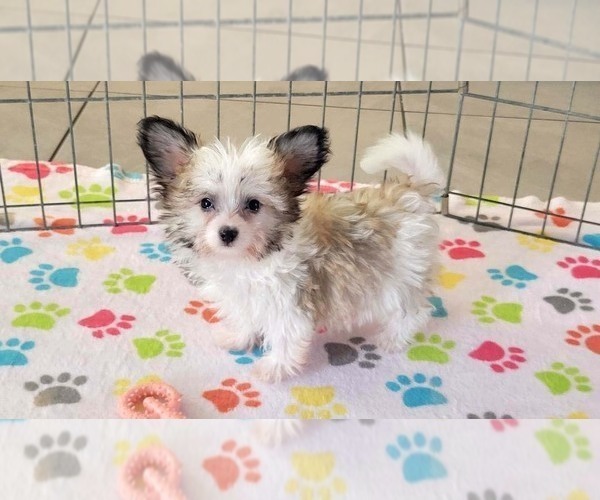 Medium Photo #1 Papitese Puppy For Sale in ORO VALLEY, AZ, USA