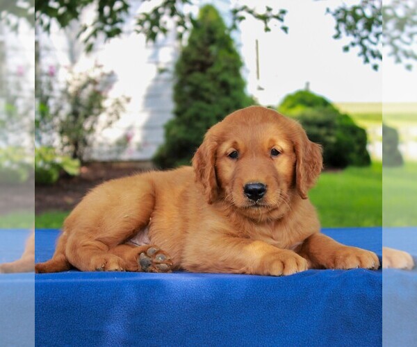 Medium Photo #3 Golden Retriever Puppy For Sale in NARVON, PA, USA