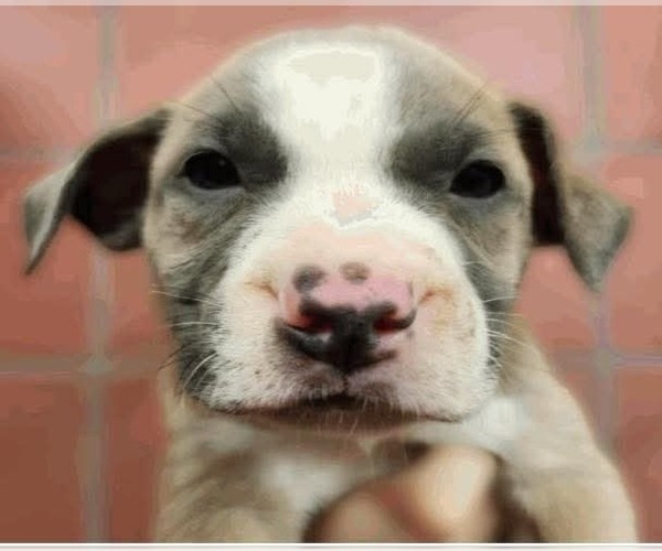 Medium Photo #4 Borador Puppy For Sale in Lakewood, CO, USA