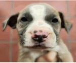 Small #3 Borador