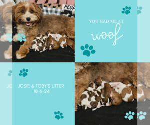 Havanese Puppy for sale in NORTH LAWRENCE, OH, USA