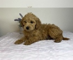 Small #4 Goldendoodle (Miniature)