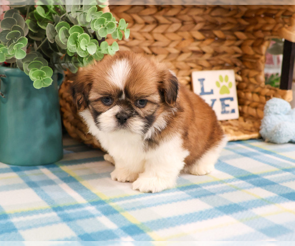 Medium Photo #17 Shih Tzu Puppy For Sale in SYRACUSE, IN, USA
