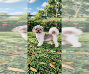 Elvis James - Male Shih Tzu Dog for Adoption - Photo #4