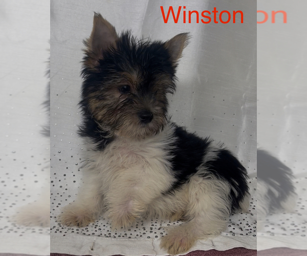 Medium Photo #2 Yorkshire Terrier Puppy For Sale in AZLE, TX, USA