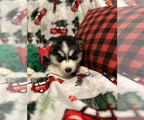 Medium Photo #1 Pomsky Puppy For Sale in DONIPHAN, MO, USA
