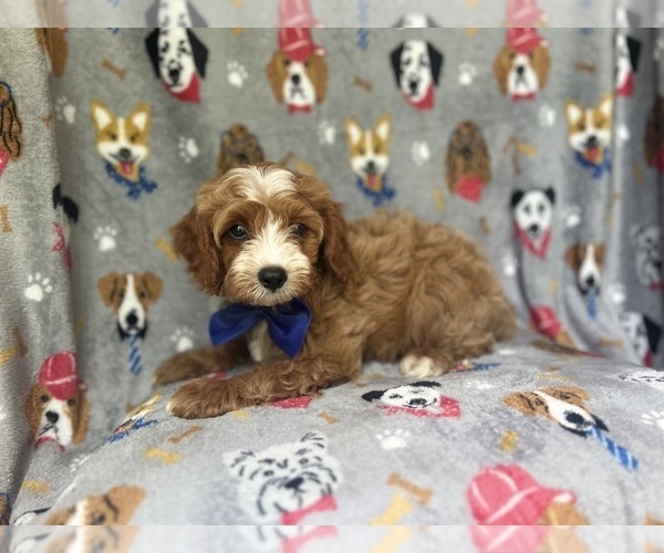 Medium Photo #3 Cavapoo Puppy For Sale in LAKELAND, FL, USA